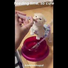 Its feeding time, so cute ♥ kitten is adorable ♥