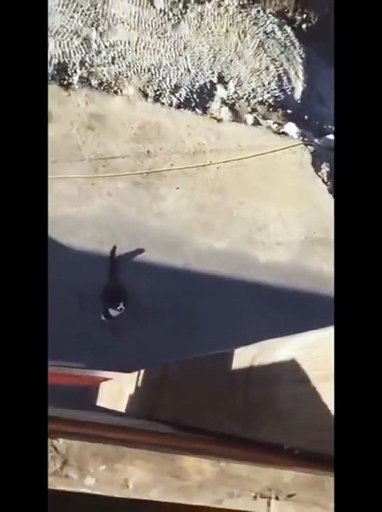 Ninja cat