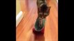 Funny Cat & Cute Kittens Fail Animals Videos Best Funny Kitty Cat Video № 22 | Morsomme Ka