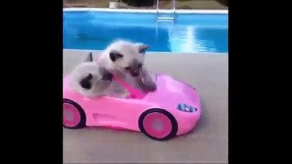 Funny Cat & Cute Kittens Fail Animals Videos Best Funny Kitty Cat Video № 19 | Morsomme Ka