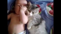 Funny Cat & Cute Kittens Fail Animals Videos Best Funny Kitty Cat Video № 18 | Morsomme Ka