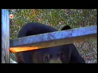 Funniest Home Videos part 203 funn clip