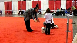 Lexie Junior Handler Video II