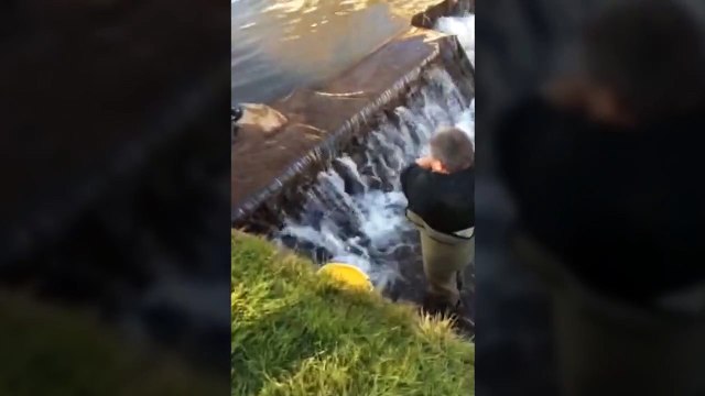 Town's famous flock of black swans rescued from weir