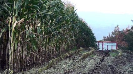 Mais Hakselen 2011 : Loonbedrijf X.Schoonbroodt in Aubel met Claas Jaguar en 2x Fendt 930