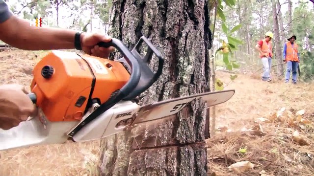 Plaga del Gorgojo destruye bosque de Honduras
