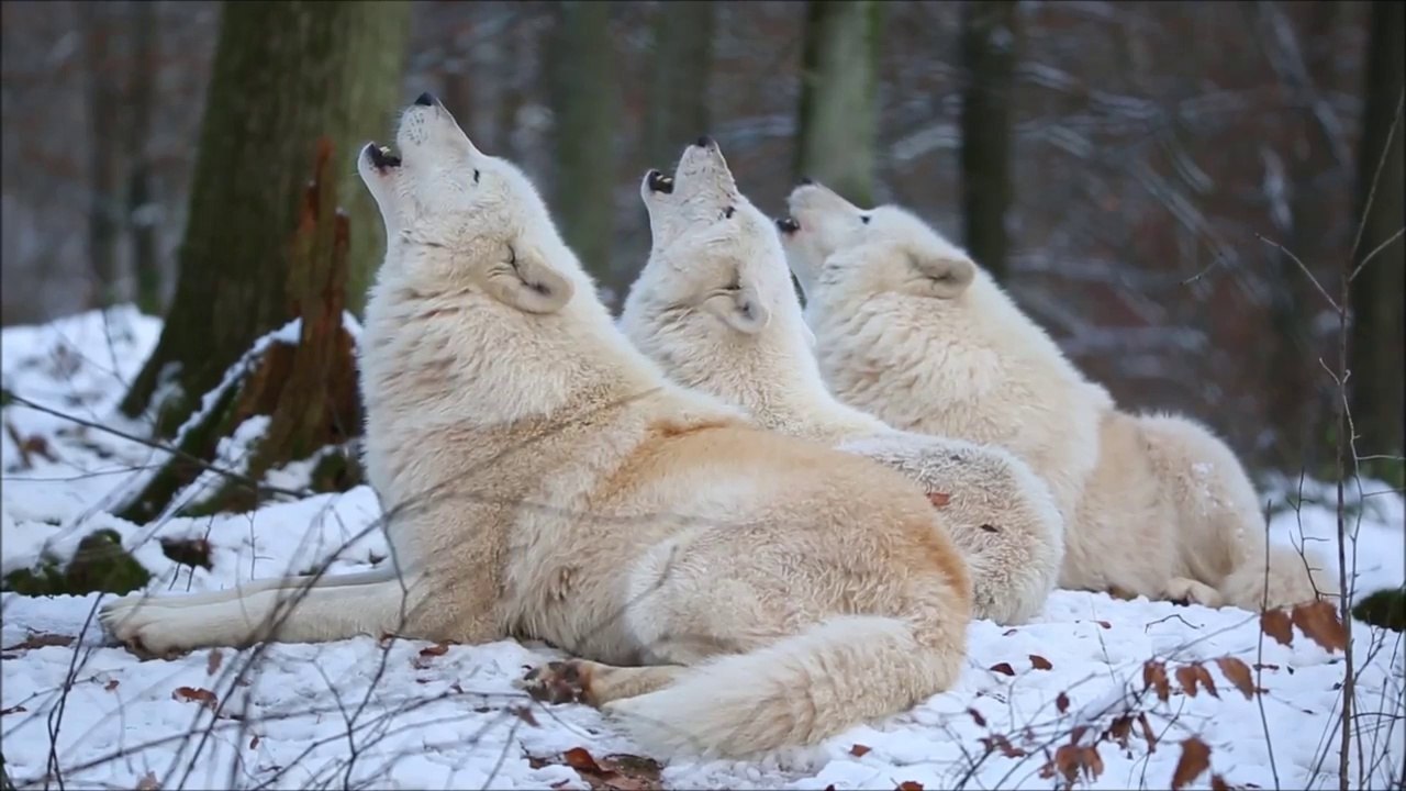 Arctic Wolfpack Howls (Part 1)