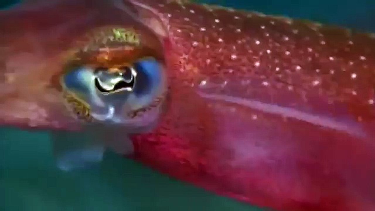 Giant pacific octopus 71