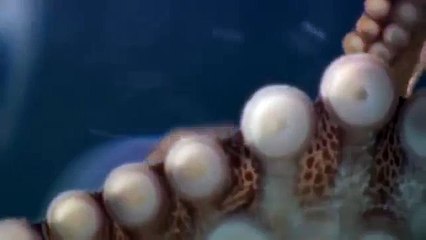 Giant pacific octopus 74
