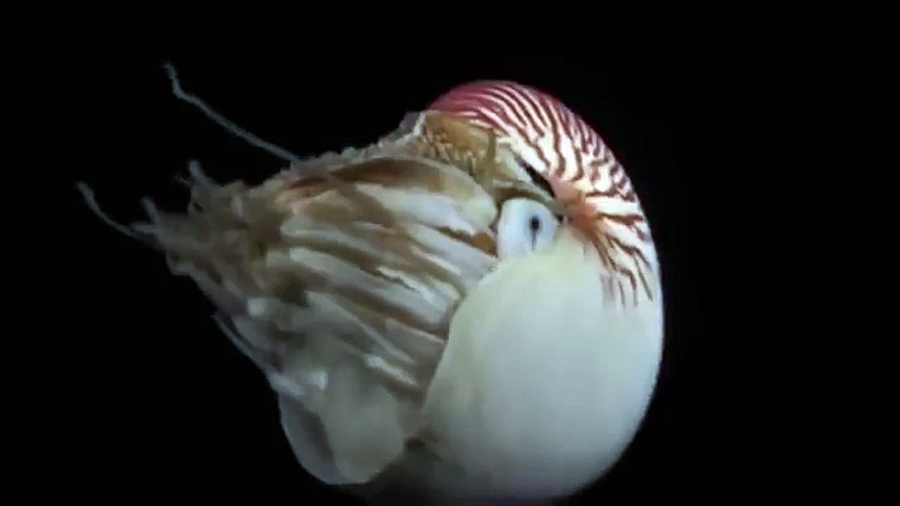 Giant pacific octopus 77