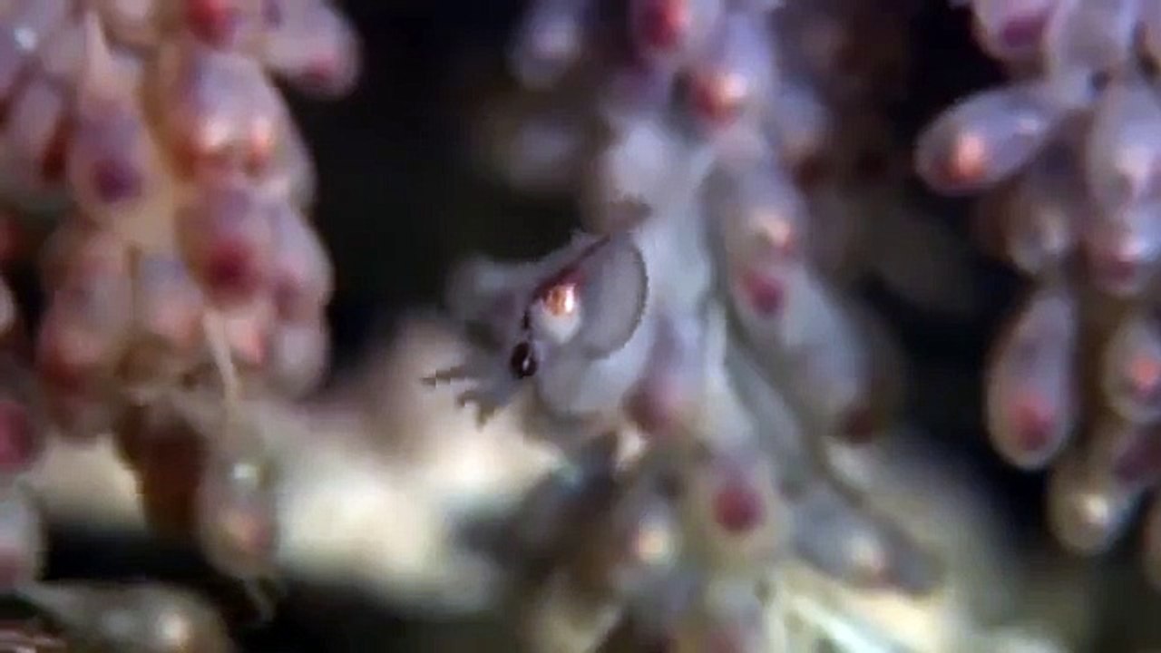 Giant pacific octopus 80