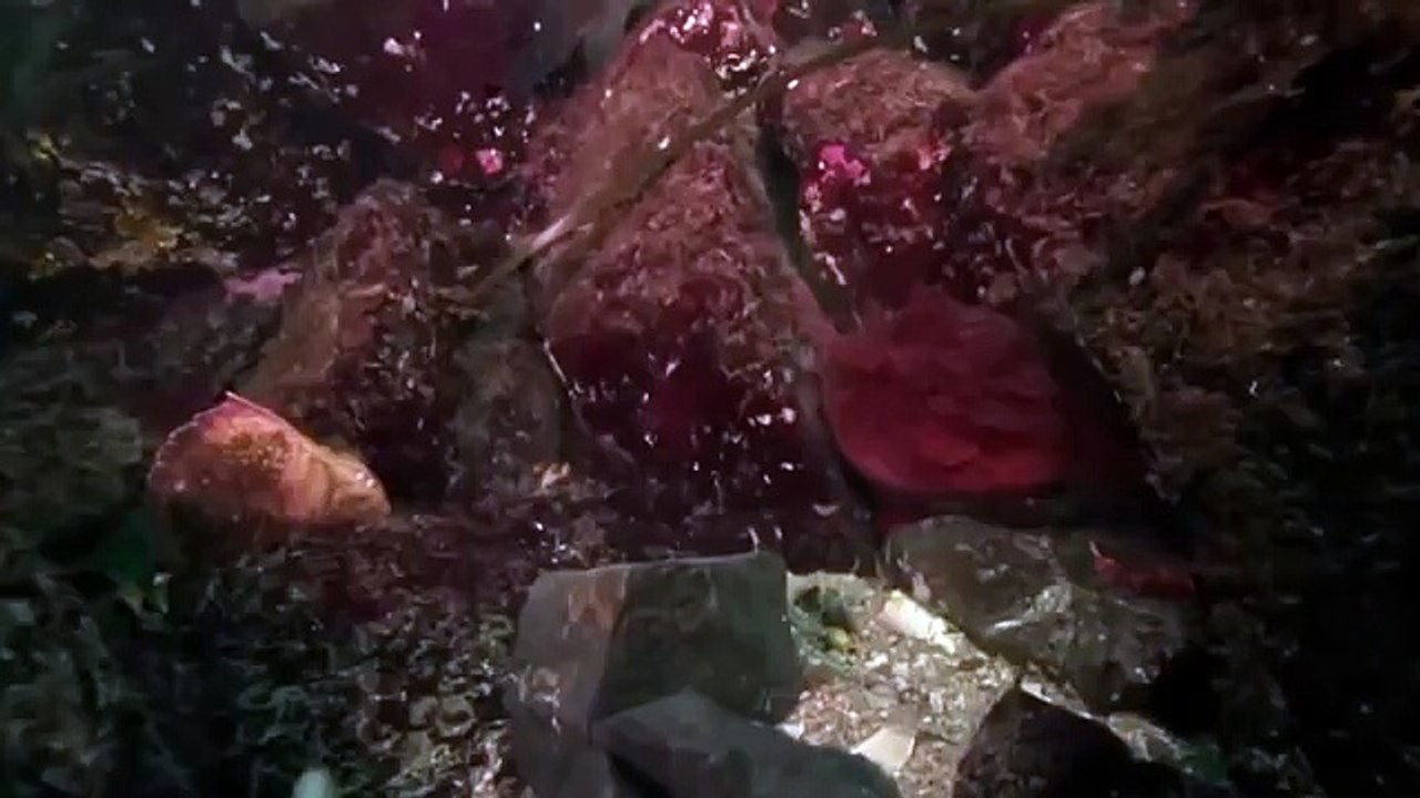Giant pacific octopus 82