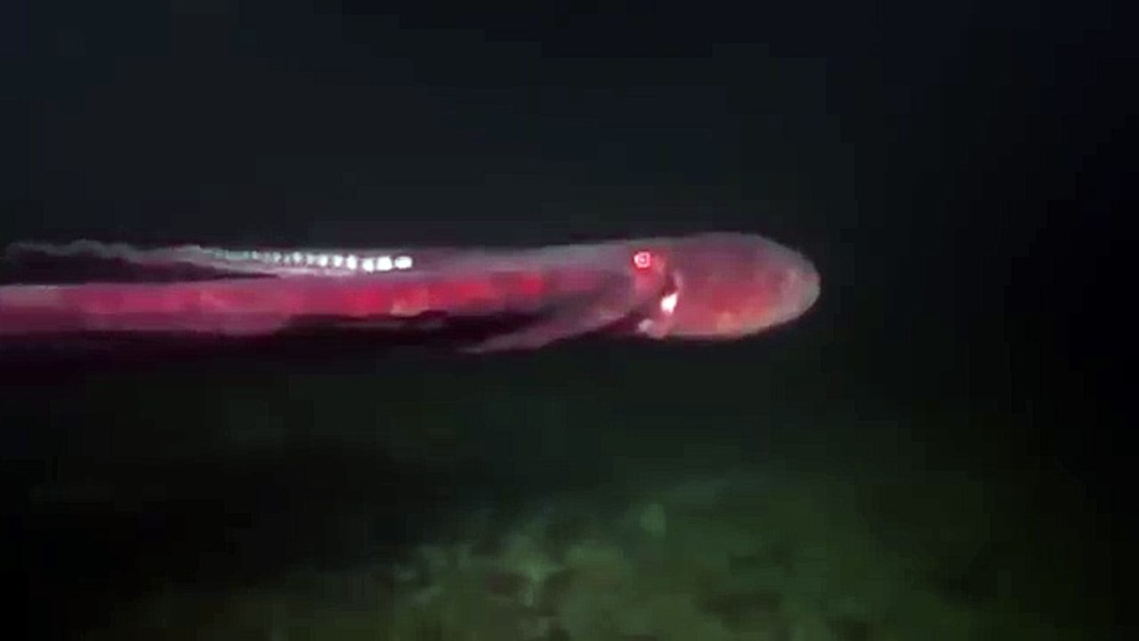 Giant pacific octopus 83
