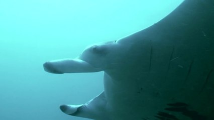 Le vol des raies manta