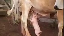Piglet Drinking Milk From A Cow