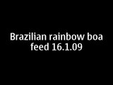 Brazilian Rainbow Boa Feed 16 1 09