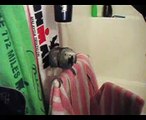 Blake´s parrot enjoys the hair dryer job ...