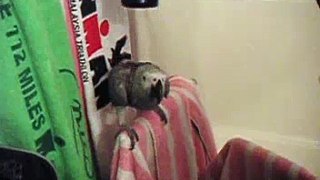 Blake´s parrot enjoys the hair dryer job ...