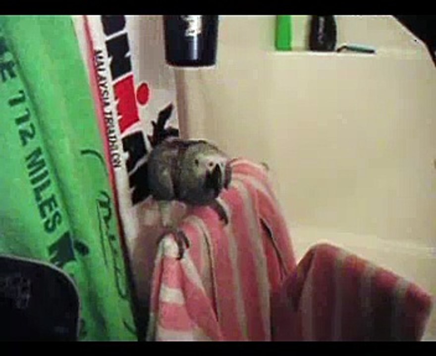 Blake´s parrot enjoys the hair dryer job ...