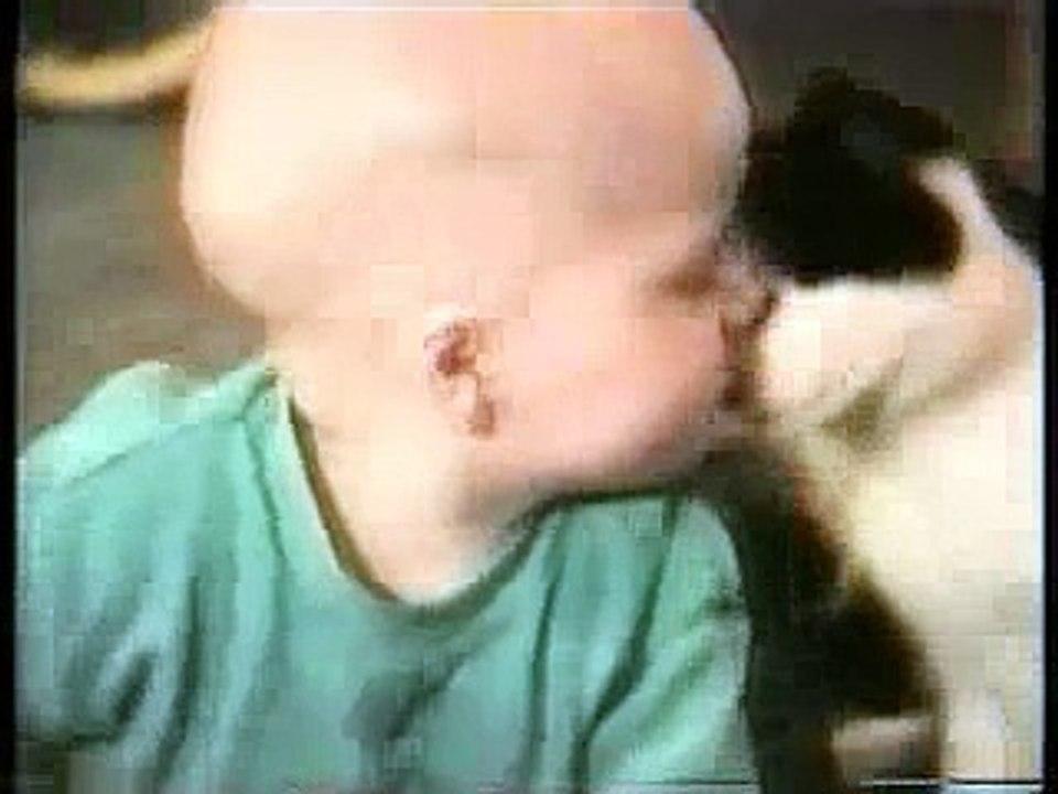 los gatos mas locos del mundo