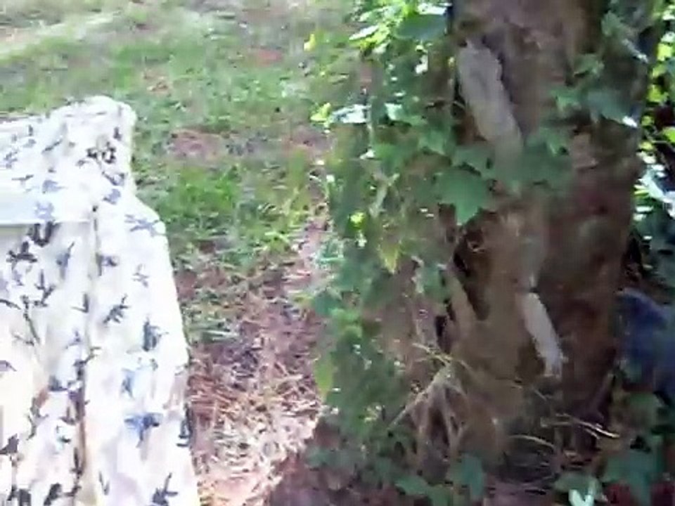 Devilcat under the tarp