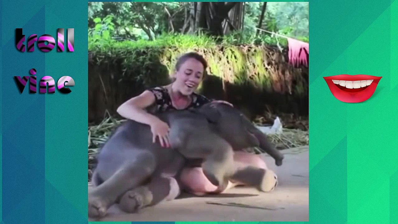 Cutest Animals Vines Compilation Prt 2 _ 2016