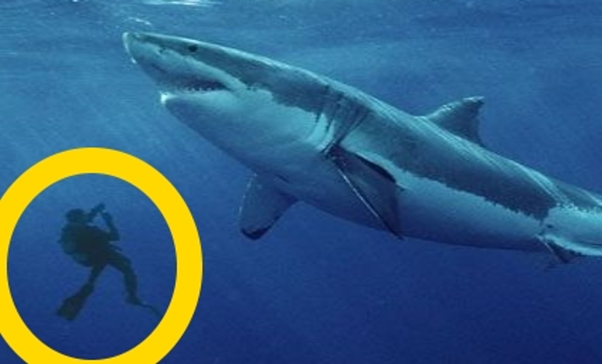Top 5 Best MEGALODON SHARK Sightings of All Time