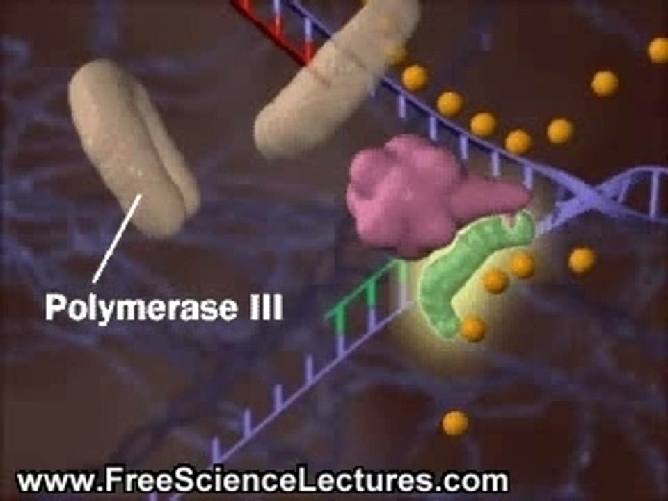 DNA Replication Process