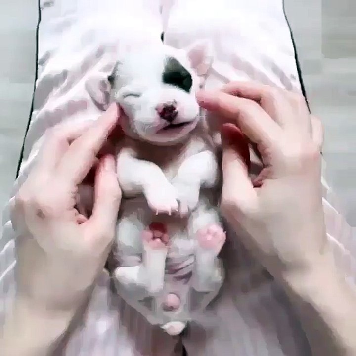 Sleepy puppy