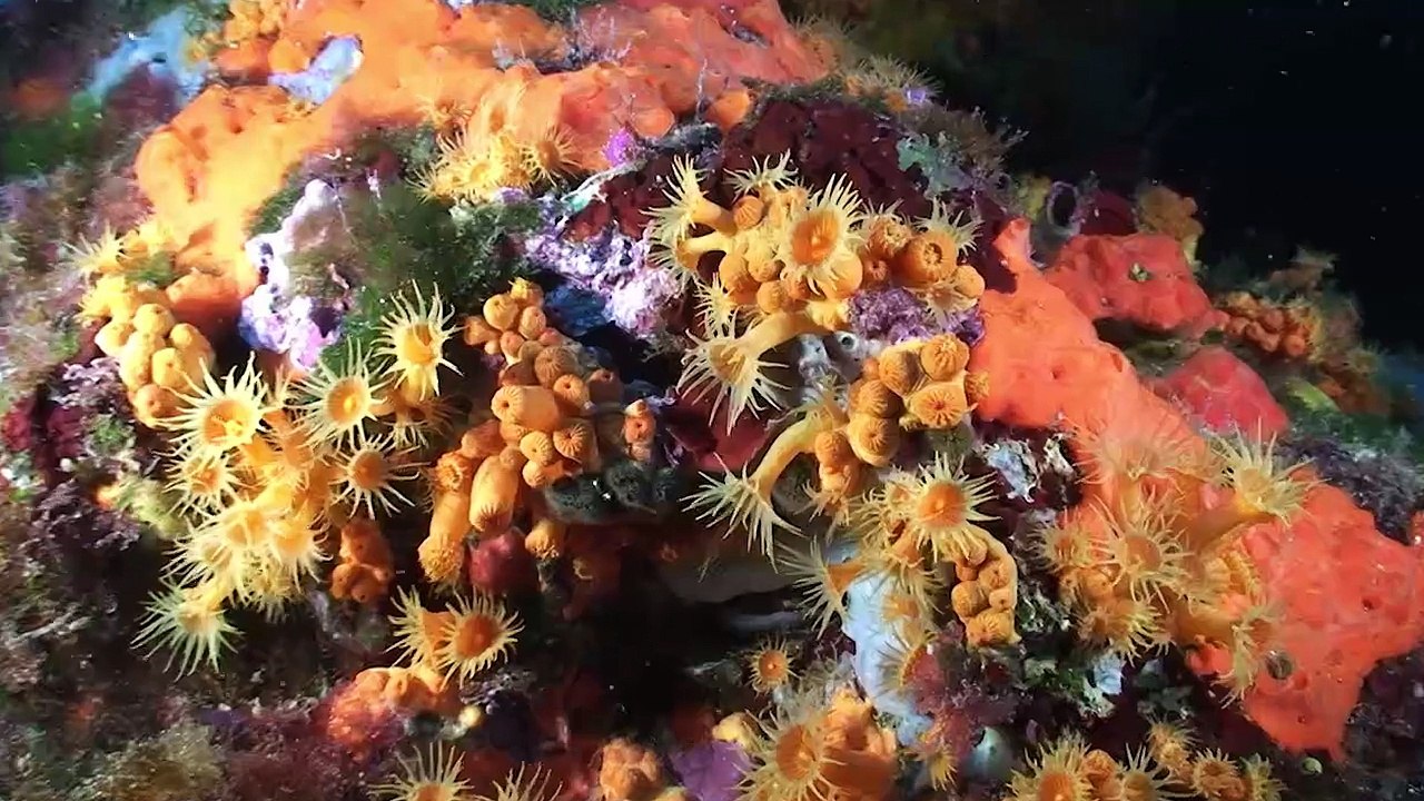 Cap d'Agde, the Best of Mediterranean - Le Cap d'Agde, France