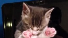 Sleepy kitten