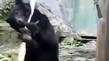 Kungfu panda