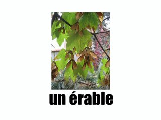 Learn French - Les arbres
