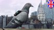 Pigeons carrying air pollution sensors to tweet live readings of London's filthy air