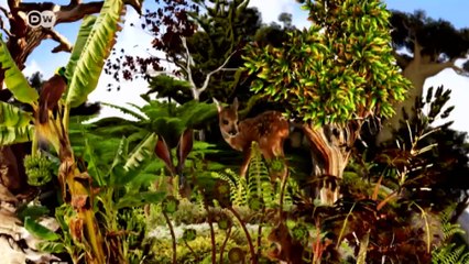 Darwin's frogs: Fighting for survival | Environment