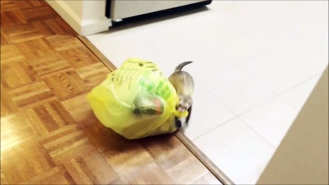 Des furets fans de recyclages et de sacs plastique