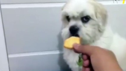 Un chien qui sait ce qu'il veut : sa tetine