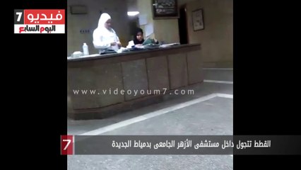 بالفيديو..القطط تتجول داخل مستشفى الأزهر الجامعى بدمياط الجديدة