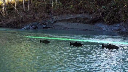 The Ultimate Guide to Steelhead Bank Fishing – Seams