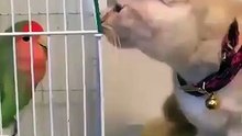 Cat vs Parrot