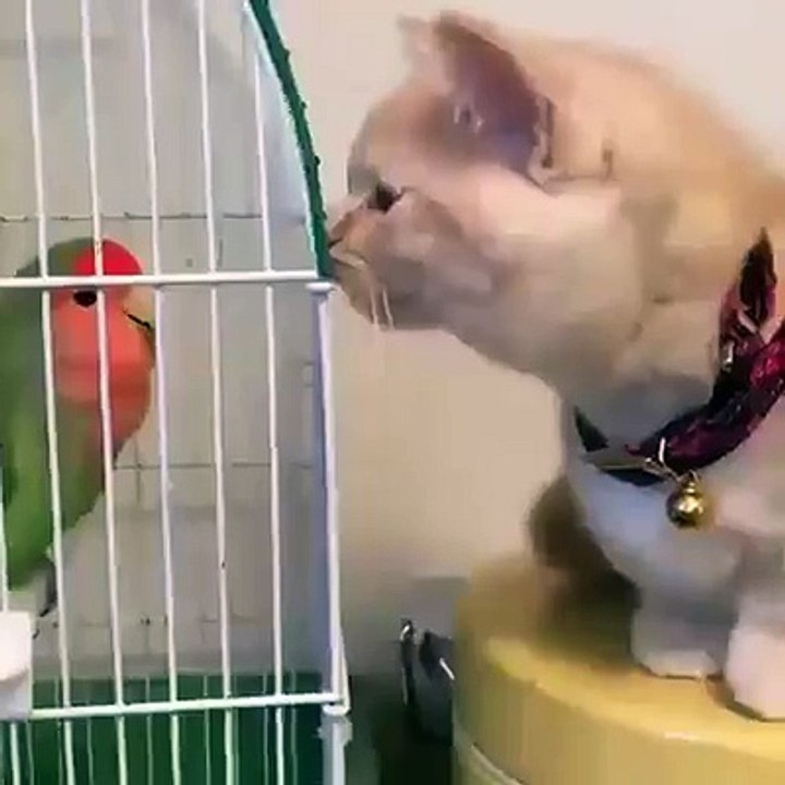 Cat vs Parrot