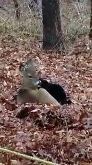 Weird friendship cat and deer