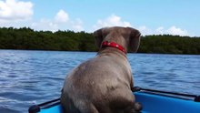 Dog Jumps Off Boat to Chase Dolphin