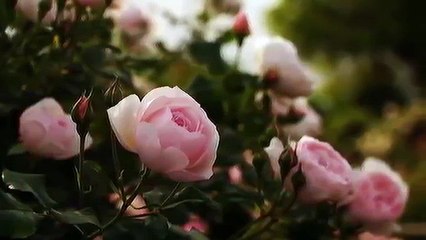 أغنية تركية - thumbnail