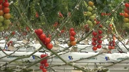 Antalya 'Şiir' Gibi Domates