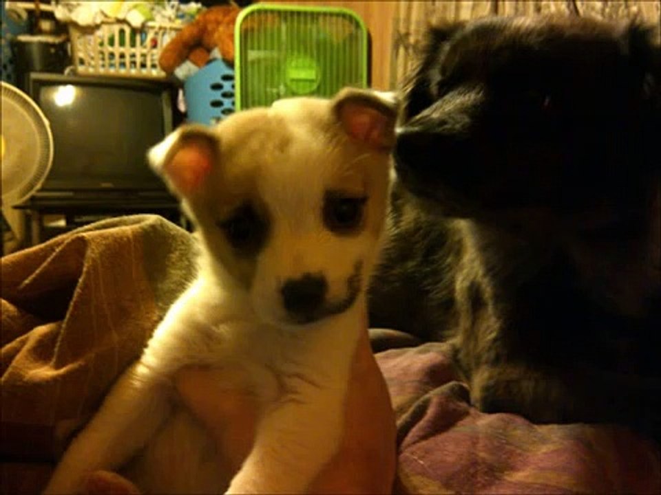 Angel-In Memory Of Niner- In Memory of our Dog Niner I DO NOT OWN THE SONG BUT I DO OWN THE PHOTOS