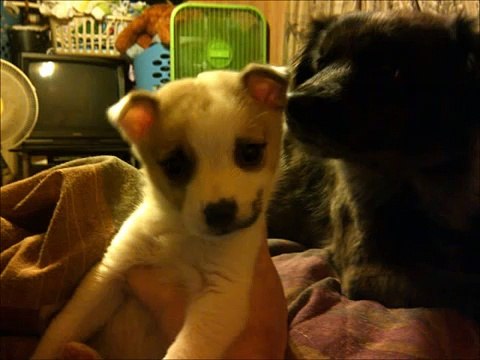 Angel-In Memory Of Niner- In Memory of our Dog Niner I DO NOT OWN THE SONG BUT I DO OWN THE PHOTOS