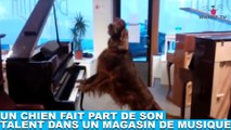 Un chien fait part de son talent dans un magasin de musique ! Tout de suite dans la minute chien #166