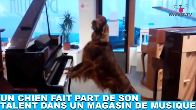 Un chien fait part de son talent dans un magasin de musique ! Tout de suite dans la minute chien #166