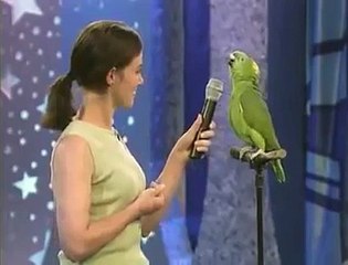 Ce perroquet chante sous les yeux ébahits du jury! Magnifique